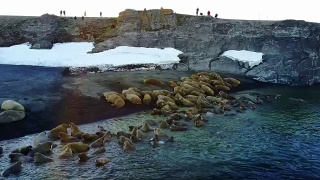 海象和环保人士在北冰洋海岸的直升机鸟瞰图。视频素材模板下载