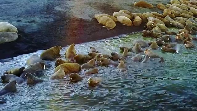 新地球瓦加奇岛海象的摄食基地。