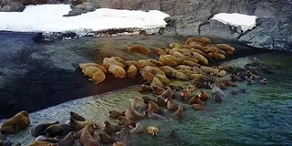 新地球瓦加奇岛海象的摄食基地。