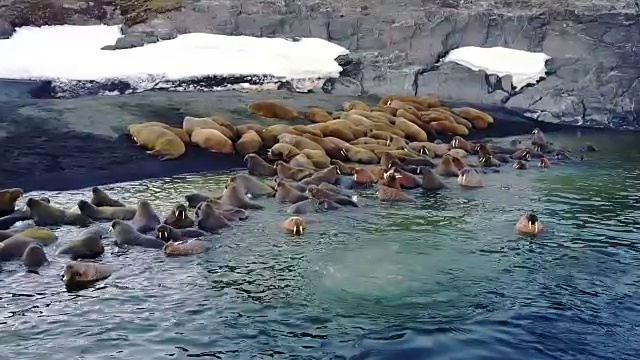 北冰洋海岸上的海象在“新地球”上独特的视频鸟瞰画面。