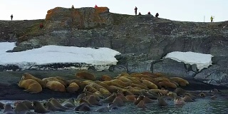 海象和环保人士在北冰洋海岸的直升机鸟瞰图。