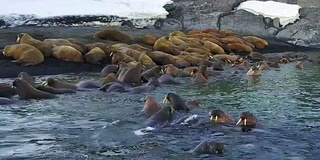 海象在沙漠海岸的背景北冰洋航空视图在新地球。