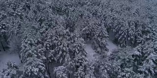 航拍冬雪针叶林的圣诞森林