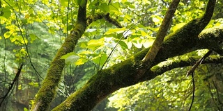 雨后的树林里长满青苔的树枝。高湿度