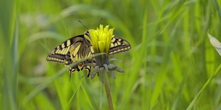 蝴蝶慢动作特写。春野草甸蝴蝶。