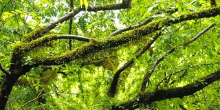 雨后的树林里长满青苔的树枝。高湿度