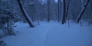 雪夜的森林里有一场暴风雪。