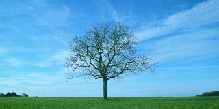 绿色的田野上，一棵无叶的树，映衬着蓝天