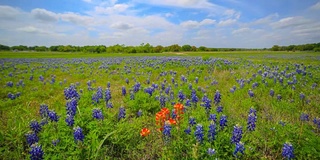 来自德克萨斯州奥斯汀的Bluebonnets