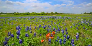 来自德克萨斯州奥斯汀的Bluebonnets