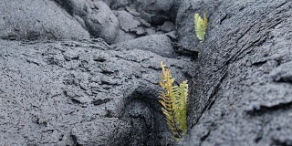 夏威夷火山国家公园:植物群