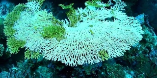 印度尼西亚Wakatobi国家公园的死亡桌珊瑚白化。