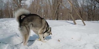 雪橇狗在雪地上玩耍