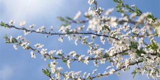 花园里一棵果树上盛开的白色花朵。风轻轻地吹动花茎。在背景蓝色的天空，瞥见春天的太阳。