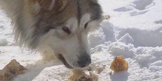 大流浪狗在雪地里吃肉