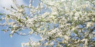 花园里一棵果树上盛开的白色花朵。风轻轻地吹动花茎。在背景蓝色的天空，瞥见春天的太阳。