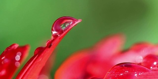 一个红色花瓣上的露珠的特写镜头