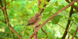 白喉雏鸟在自然环境中栖息和打盹