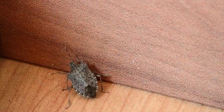 昆虫爬上房子的墙