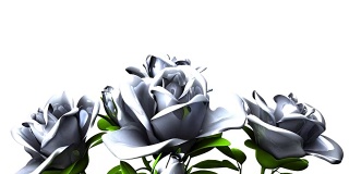 白色的玫瑰花束在白色的文字空间