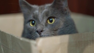 盒子里有张有趣的猫脸。灰猫躲在盒子里，眼睛睁得大大的。视频素材模板下载