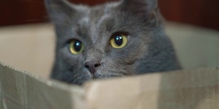 盒子里有张有趣的猫脸。灰猫躲在盒子里，眼睛睁得大大的。