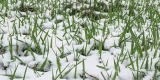 雪花落在草地上