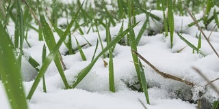 飘落的雪后的绿草