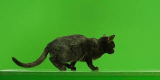 黑猫在绿色屏幕上跳。用红色巨龙电影摄影机慢动作拍摄。