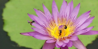 美丽的荷花和蜜蜂的慢镜头。