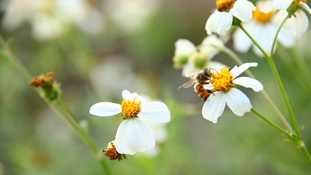 草花和蜜蜂在地里。泰国清迈