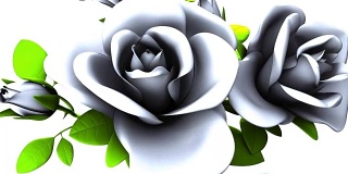 白色背景上的白玫瑰花束