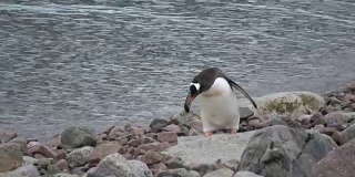 海滩上的巴布亚企鹅