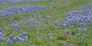 德州蓝矢车菊的猎鹿鸟求偶鸣叫
