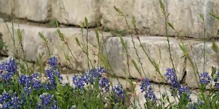 砖墙旁长着蓝矢车菊和野草