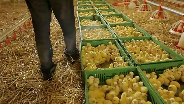 Veterinarian doctor examining chicks at a chicken farm.