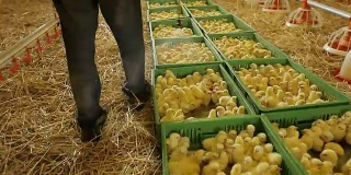 Veterinarian doctor examining chicks at a chicken farm.