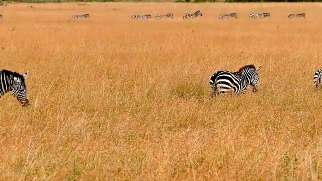 肯尼亚大角马迁徙中的斑马