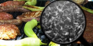 寻找肉中的细菌