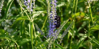 Veronica叶。蜜蜂在花上。田野里的野花。视频片段静态摄像机