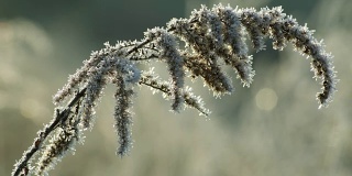 冰冻的秋麒麟草属植物