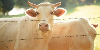 笼子里的白奶牛