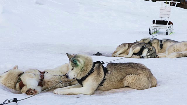 雪橇犬繁殖西伯利亚哈士奇