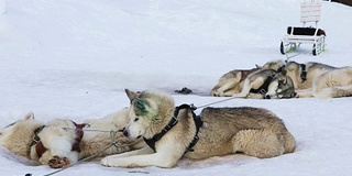 雪橇犬繁殖西伯利亚哈士奇