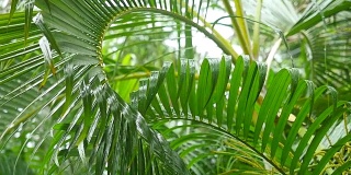 湿淋淋的棕榈叶被风吹在热带岛屿上。缓慢的运动。1920 x1080