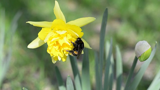 蜜蜂在黄花中寻找花粉