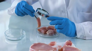 实验室工作人员分析肉类样品放大镜，细菌风险，认证视频素材模板下载