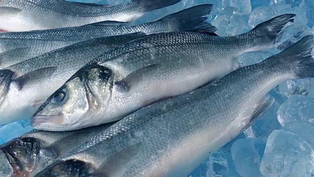 在冰上移动的镜头捕获新鲜的鱼