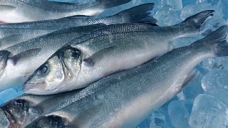 在冰上移动的镜头捕获新鲜的鱼视频素材模板下载