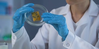 食品专家检验奶酪样品，优质产品，实验室分析